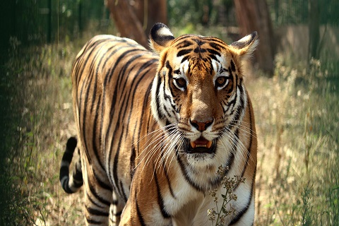 Lucknow Zoo